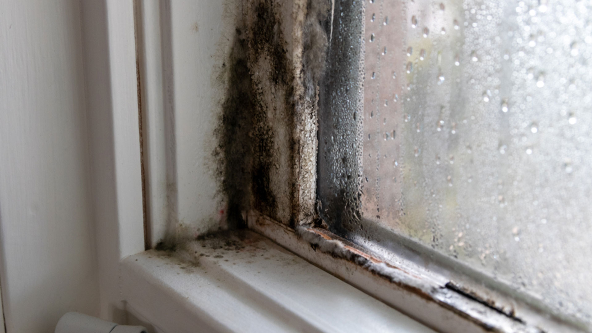 Mold Growing in Bathroom Window Sill